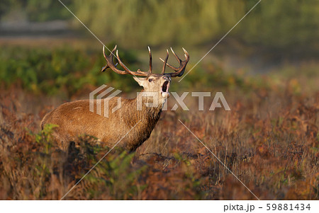 Red deer stag calling during rutting season 59881434