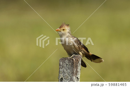 Close up of a guira cuckoo perched on a wooden post Close up of a guira cuckoo perched on a wooden post 59881465