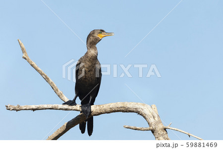 Close up of a Neotropic cormorant perched on a tree 59881469