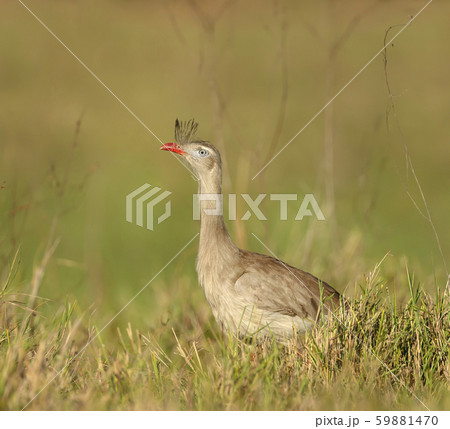 Close up of a red-legged seriema in a meadow 59881470
