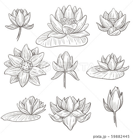 Flower of lotus isolated sketches, water plant blossom 59882445