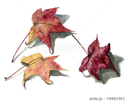 水彩で描いたリアルなモミジバフウの落ち葉のイラスト素材 5961