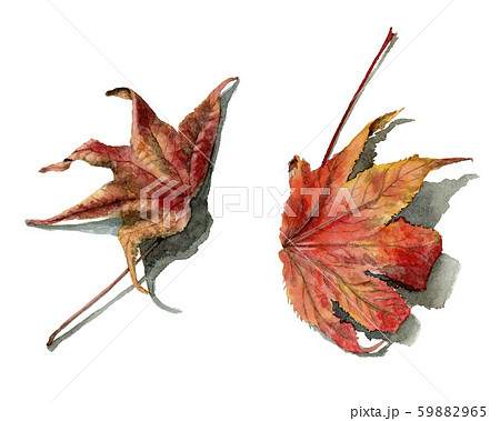 水彩で描いたリアルなモミジバフウの落ち葉のイラスト素材 5965