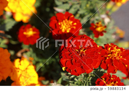 マリーゴールド 59883134