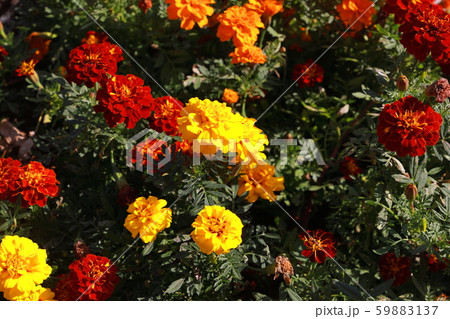マリーゴールド 59883137