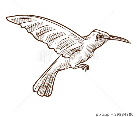 Hummingbird or colibri isolated sketch, wild exotic bird 59884380