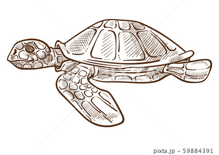 Turtle Or Tortoise Isolated Sketch Underwater のイラスト素材