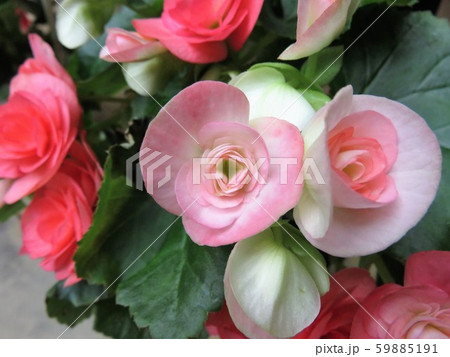 リーガースベゴニア 59885191