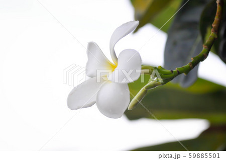 frangipani, frangipani flower or pagoda tree 59885501