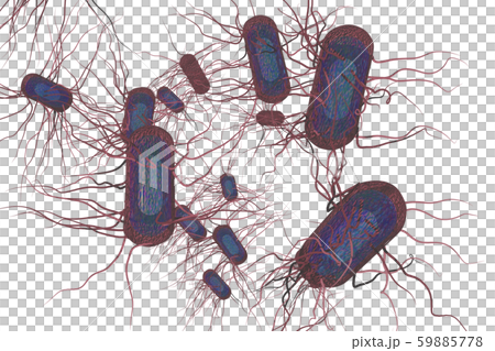 サルモネラ菌のイラスト コンピューターグラフィック 透過素材 のイラスト素材