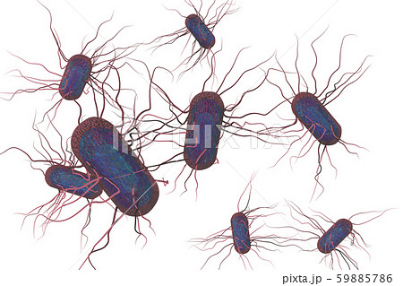 サルモネラ菌のイラスト コンピューターグラフィック 透過素材 のイラスト素材