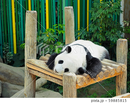 動物園のパンダ 59885815