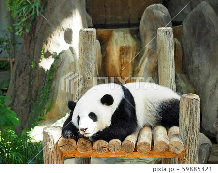 動物園のパンダ 59885821