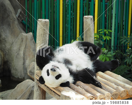動物園のパンダ 59885838