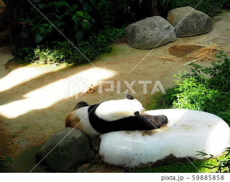 動物園のパンダ 59885858