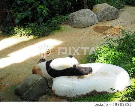 動物園のパンダ 59885859