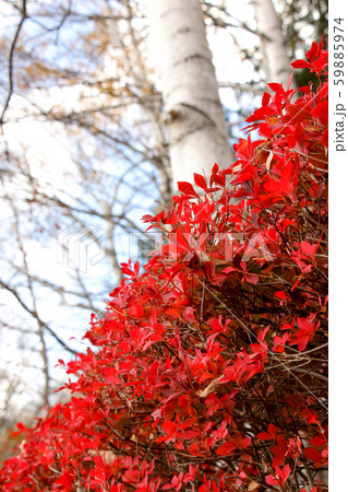 植物　白樺　しらかば　しらかば花粉　花　赤い花 59885974
