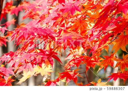 秋 紅葉 日本の秋 植物 自然 花 もみじ 赤の写真素材 [59886307] PIXTA