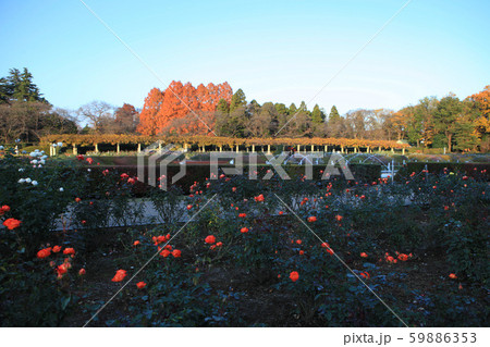 ばら園とメタセコイアの紅葉	 59886353