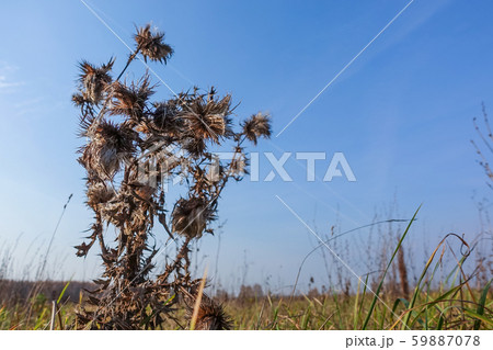 Dry prickly grass on a background of blue sky 59887078