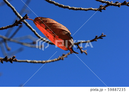 一枚残った枯葉 59887235
