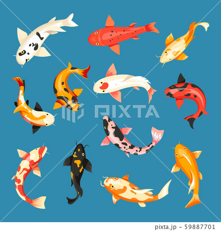 Japanese Carp Koi Fish In Pond Chinese Goldfishのイラスト素材