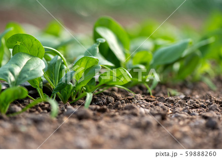Young fresh organic spinach plants and drip 59888260