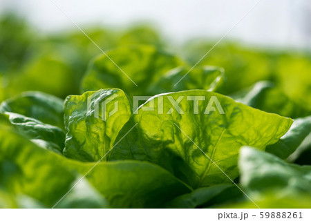 Close up of fresh organic lettuce growing in a 59888261