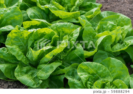 Close up of fresh organic lettuce growing in a Close up of fresh organic lettuce growing in a 59888294
