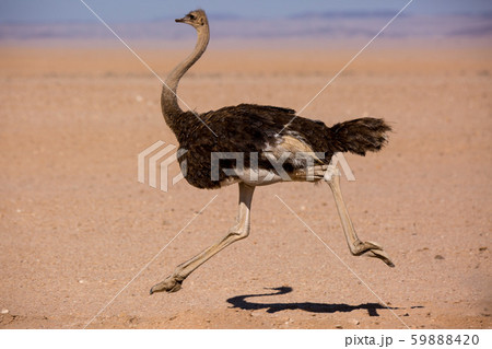Frightened thick ostrich running with high speed along the road in Namibia desert Frightened thick ostrich running with high speed along the road in Namibia desert 59888420