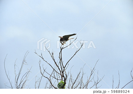 野鳥／トビの居る風景 59889324