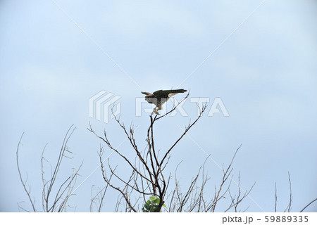 野鳥／トビの居る風景 59889335