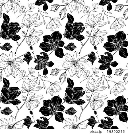 Vector Magnolia floral botanical flowers. Black and white engraved ink art. Seamless background 59890256