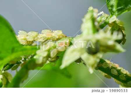 Insect pests, aphid, on the shoots and fruits of plants, Spider mite on flowers. Pepper attacked by Insect pests, aphid, on the shoots and fruits of plants, Spider mite on flowers. Pepper attacked by 59890533