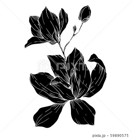 Vector Magnolia floral botanical flowers. Black and white engraved ink art. Isolated magnolia Vector Magnolia floral botanical flowers. Black and white engraved ink art. Isolated magnolia 59890575