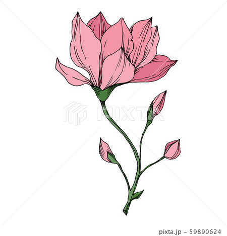 Vector Magnolia floral botanical flowers. Black and white engraved ink art. Isolated magnolia 59890624