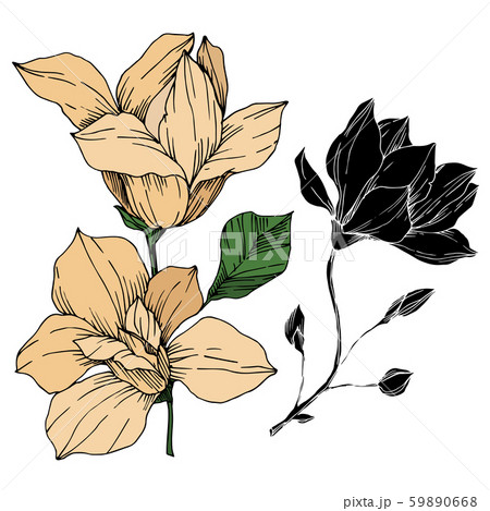 Vector Magnolia floral botanical flowers. Black and white engraved ink art. Isolated magnolia 59890668