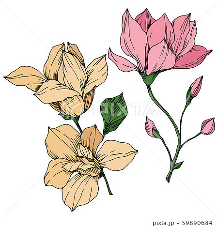 Vector Magnolia floral botanical flowers. Black and white engraved ink art. Isolated magnolia Vector Magnolia floral botanical flowers. Black and white engraved ink art. Isolated magnolia 59890684