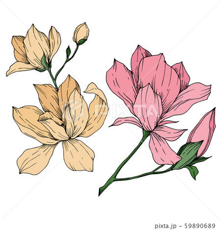 Vector Magnolia floral botanical flowers. Black and white engraved ink art. Isolated magnolia Vector Magnolia floral botanical flowers. Black and white engraved ink art. Isolated magnolia 59890689