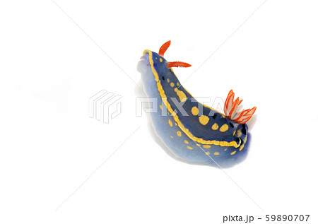 アオウミウシ 59890707