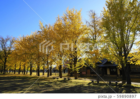 11月 水戸132イチョウ並木の紅葉と旧水農本館・茨城県立歴史館 11月 水戸132イチョウ並木の紅葉と旧水農本館・茨城県立歴史館 59890897