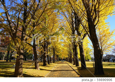 11月　水戸123ｲﾁｮｳ並木の紅葉･茨城県立歴史館 59890906