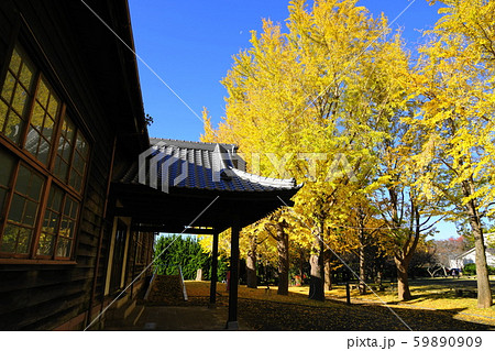 11月　水戸120ｲﾁｮｳ並木の紅葉と旧水農本館･茨城県立歴史館 59890909