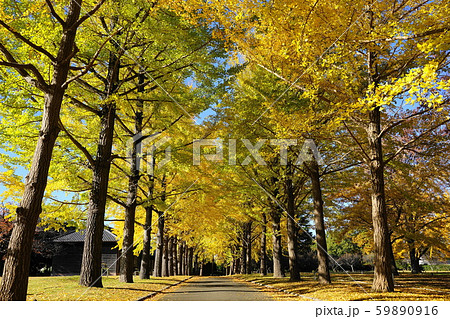 11月　水戸113ｲﾁｮｳ並木の紅葉･茨城県立歴史館 59890916