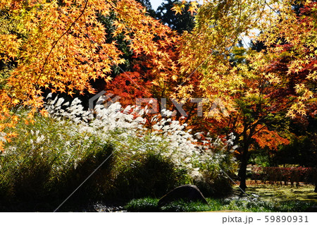 11月 水戸100もみじ谷の紅葉・偕楽園 11月 水戸100もみじ谷の紅葉・偕楽園 59890931