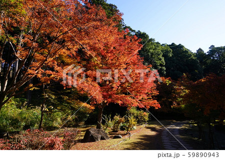 11月 水戸94もみじ谷の紅葉・偕楽園 11月 水戸94もみじ谷の紅葉・偕楽園 59890943