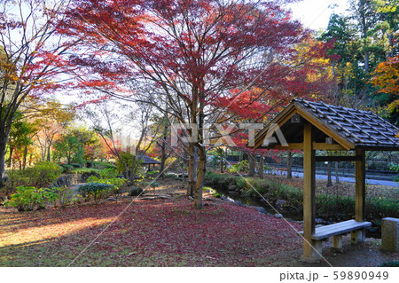 11月 水戸91もみじ谷の紅葉・偕楽園 11月 水戸91もみじ谷の紅葉・偕楽園 59890949
