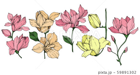 Vector Magnolia floral botanical flowers. Black and white engraved ink art. Isolated magnolia 59891302