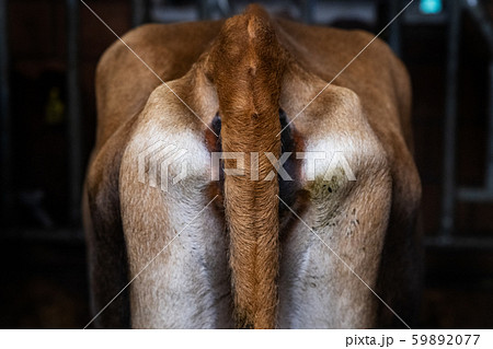 cows back view 59892077