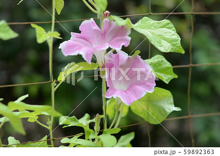 変化朝顔343 59892363